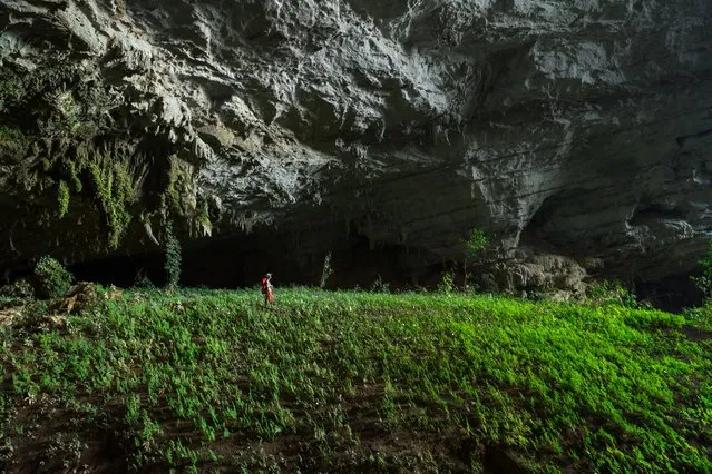 Suphaporn Singnakphum stands amongst lush low-light plants in an underground garden in a huge fossil passage that adjoins the inflow entrance of Tham Khuon Xe on March 2015 at Tham Khoun Ex, Laos. (Photo by John Spies/Barcroft Media/ABACAPress)