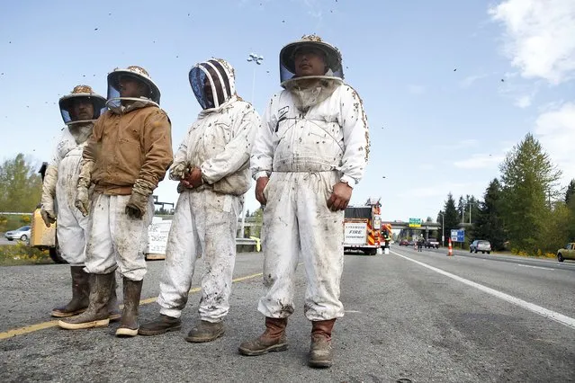 Beekeepers wait to start clearing out the scene of semi-trailer truck that overturned with a cargo of bees on a highway in Lynnwood, Washington April 17, 2015. A truck carrying millions of honey bees overturned on a freeway north of Seattle on Friday, creating a massive traffic jam as the swarming insects stung firefighters, officials said. (Photo by Ian Terry/Reuters)
