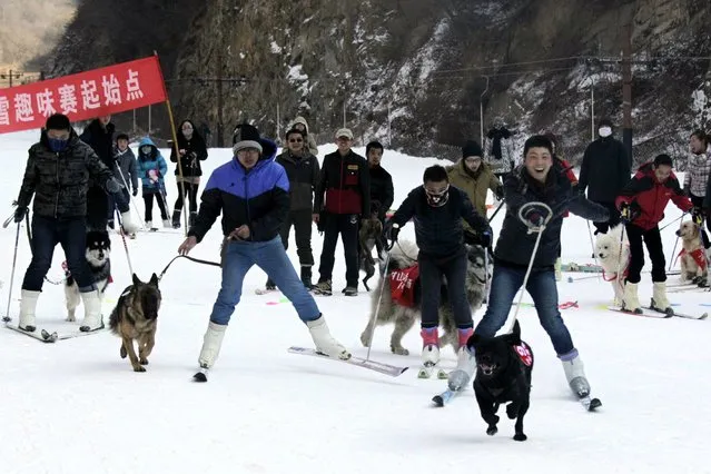 This picture taken on January 12, 2014 shows pets and their owners competing in a skiing competition in Sanmenxia, north China's Henan province. (Photo by AFP Photo)