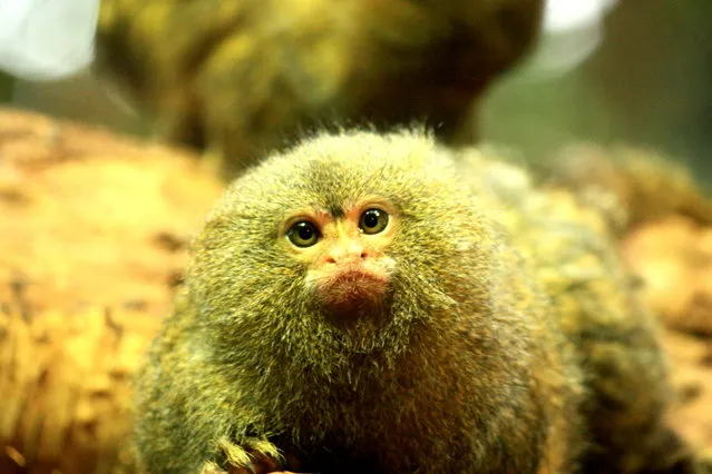 Pygmy Marmoset - The Smallest Monkey