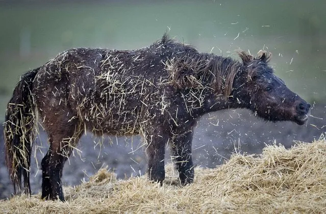 An Icelandic horse shakes off straw in its paddock on a farm near Frankfurt, Germany, Wednesday, March 13, 2019. (Photo by Michael Probst/AP Photo)