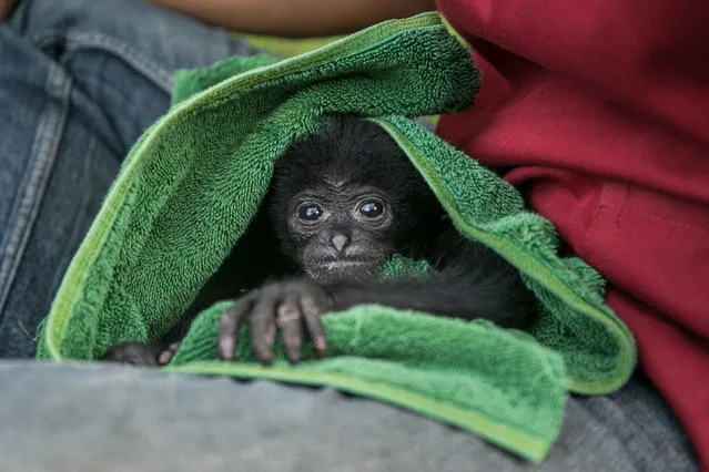 A baby Siamang (Symphalangus syndactylus) being taken care by animal nurse at Bali Wildlife Rescue Center in Tabanan, Bali, Indonesia on September 17 2021. The 2 month old baby Siamang, an endanger and protected primate of Indonesia, is being taken care before transported to rehabilitation site in West Sumatra in order to survive in the wild later. The ape was handed from an illegal ownership to the Indonesian Conservation and Natural Resource Agency (BKSDA) in Bali. (Photo by Johanes Christo/NurPhoto/Rex Features/Shutterstock)