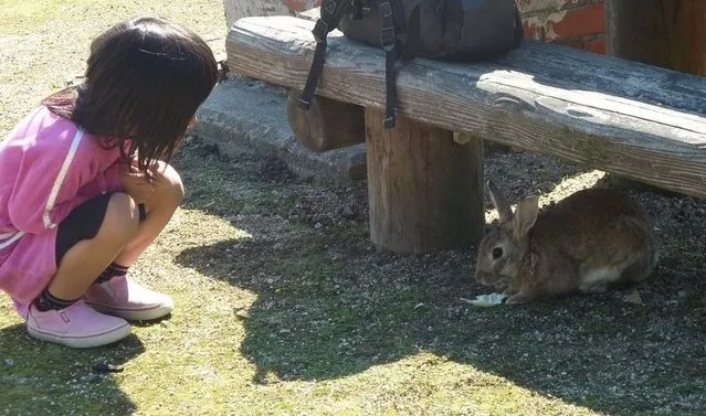 Rabbit Island in Japan