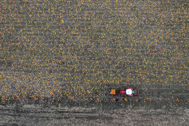 Pumpkins are harvested ahead of Halloween in Skaelskoer, Denmark Tuesday October 19, 2021. (Photo by Mads Claus Rasmussen/Ritzau Scanpix via AP Photo)