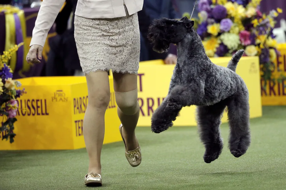 Westminster Kennel Club Dog Show 2017, Part 3