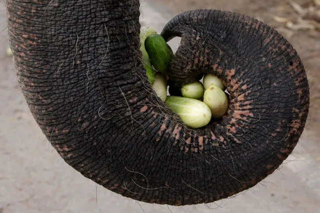 Trunk of an elephant holds up cucumbers during the Thailand's national elephant day celebration in the ancient city of Ayutthaya on March 13, 2024. Thais honoured the elephant on Monday with special fruits and Buddhist ceremonies across the country to pay homage to their national animals. (Photo by Chaiwat Subprasom/SOPA Images/Rex Features/Shutterstock)
