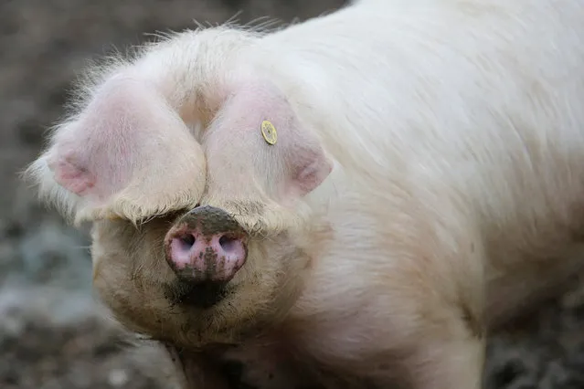 A pig, of the Porcs Blancs de l'Ouest race, is seen February 21, 2017 at a farm in Plesse, France, ahead of the 2017 Paris International Agricultural Show. (Photo by Stephane Mahe/Reuters)