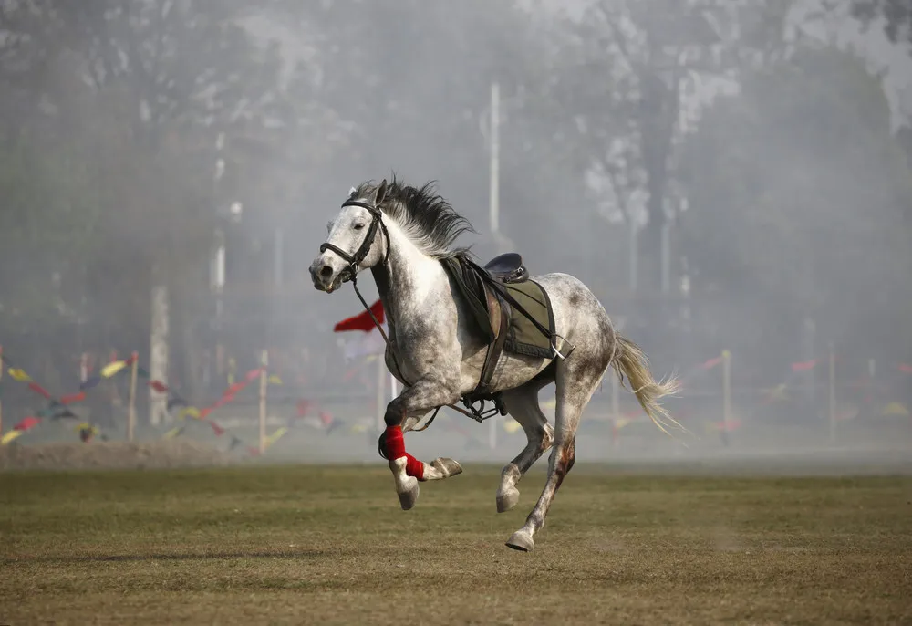 Ghodejatra Horse Race