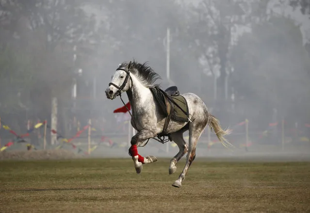 A horse runs along the field after a solder (unseen) fell from it during the “Ghodejatra” Horse Race festival, which is organised by the Nepal Army, in Kathmandu, Nepal, April 7, 2016. (Photo by Navesh Chitrakar/Reuters)