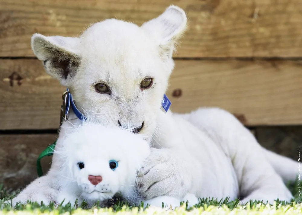 White Lion Cubs Photo Call
