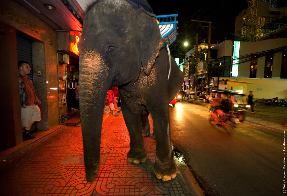 Urban Elephants Roam The Streets of Bangkok