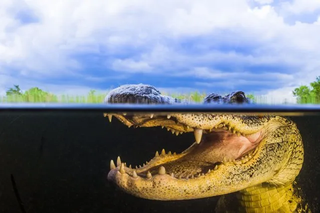 American Alligator By Masa Ushioda