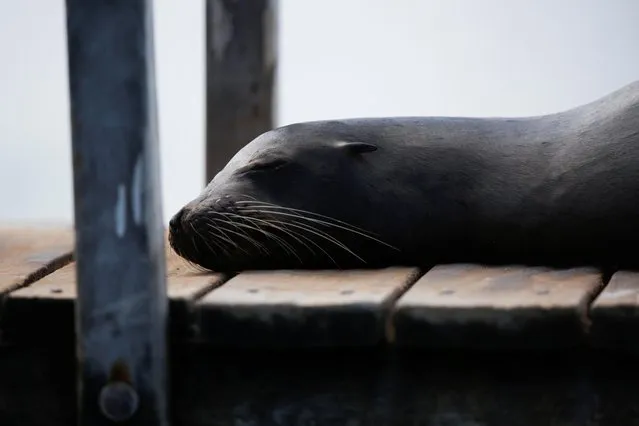 A sea lion rests on a dock on Santa Cruz Island, after Ecuador announced the expansion of a marine reserve that will encompass 198,000 square kilometres (around 76,448 square miles), in the Galapagos Islands, Ecuador, January 16, 2022. (Photo by Santiago Arcos/Reuters)