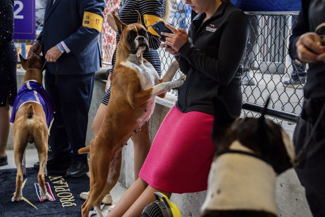 Dogs and handlers wait for breed group judging at the 148th Westminster Kennel Club Dog show, Tuesday, May 14, 2024, in New York. (Photo by Julia Nikhinson/AP Photo)