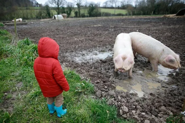 A child looks at pigs, of the Porcs Blancs de l'Ouest race, February 21, 2017 at a farm in Plesse, France, ahead of the 2017 Paris International Agricultural Show. (Photo by Stephane Mahe/Reuters)