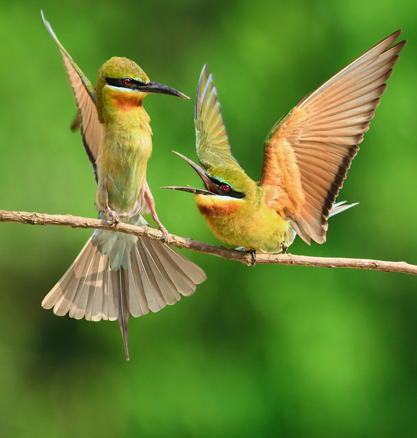 Two male blue-tailed bee-eaters fight for the affection of a female in Khisma Forest, India in the last decade of May 2024. (Photo by Prasenjit Dutta/Media Drum Images)
