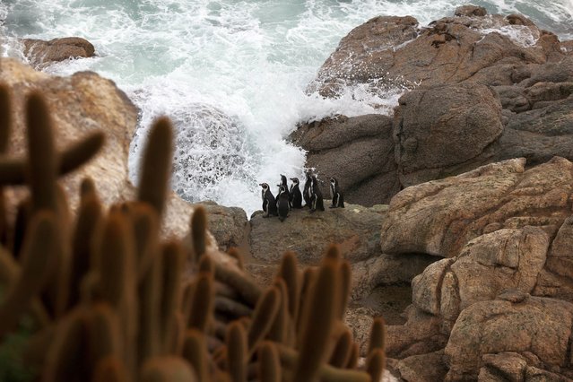 Endangered Humboldt penguins stand on a rock at 'Islote pajaros ninos' where they inhabit and nest, during a burrows inspection, at Algarrobo area, in Valparaiso, Chile on June 6, 2024. Humboldt penguins (Spheniscus humboldti) inhabit colonies along the Pacific coasts of Chile and Peru. They get their name because they bathe in the cold Humboldt Current. These flightless birds can weigh up to 5 kg (11 pounds) and measure up to 70 cm (2 feet 3 inches) tall when adults. (Photo by Ivan Alvarado/Reuters)