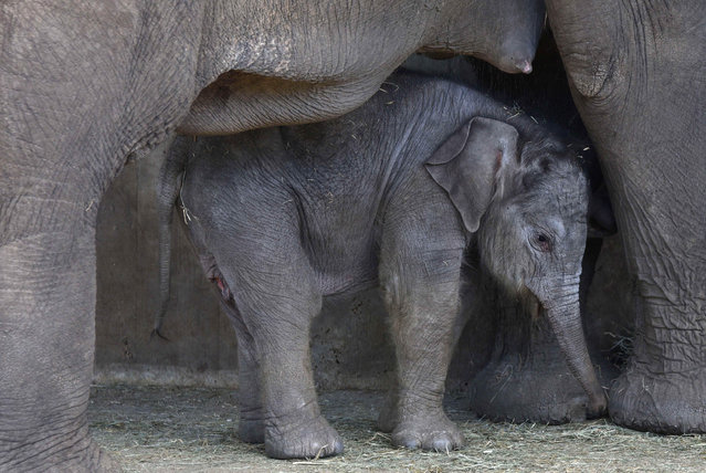 A newborn Sumatran elephant with its mother “Cynthia” at Madrid Zoo in Madrid, Spain on April 3, 2017. (Photo by Garcia/Pacific Press/SIPA Press/Rex Features/Shutterstock)
