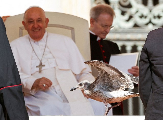 Pope Francis smiles at a bird during the weekly general audience in Saint Peter's Square at the Vatican on June 12, 2024. (Photo by Ciro De Luca/Reuters)