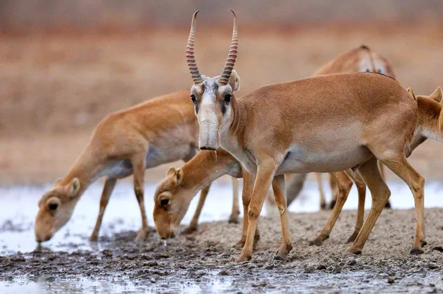 Saiga antelopes at the Stepnoi Nature Reserve in Liman District of Russia's Astrakhan Region on September 20, 2019. The Stepnoi Nature Reserve was created in 2000 specially for saiga antelopes; it covers an area of 109.4 thousand hectares. (Photo by Dmitry Rogulin/TASS)