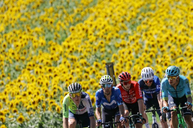 Intermarche - Wanty team's Dutch rider Mike Teunissen (L), Movistar Team's Portuguese rider Nelson Oliveira (2nd L), Arkea – B&B Hotels team's French rider Kevin Vauquelin (C), Groupama – FDJ team's French rider Quentin Pacher (2nd R) and Astana Qazaqstan Team's Colombian rider Harold Tejada (R) cycle in a breakaway past a sunflower field in the Emilia Romagna countryside during the 2nd stage of the 111th edition of the Tour de France cycling race, 199 km between Cesenatico and Bologna, in Italy, on June 30, 2024. (Photo by Thomas Samson/AFP Photo)