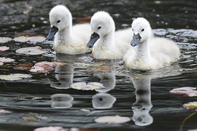 A trio of week-old Cygnets or baby swans swims in Bush Pond with both parents in Norfolk, Massachusetts, USA, 13 May 2016. Cygnets typically do not remain in the birth nest for more than a day and are cared for by both parents for about one year. (Photo by Matt Campbell/EPA)