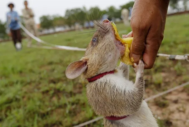 A rat undergoing training to detect mines eats a snack during a training session on an inactive landmine field in Siem Reap province July 9, 2015. (Photo by Samrang Pring/Reuters)