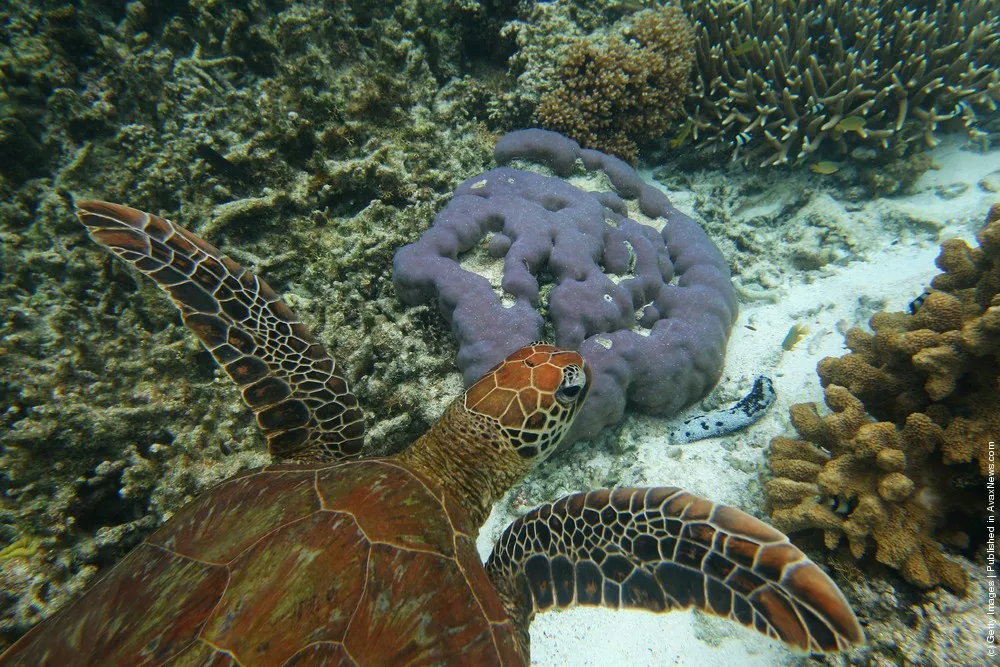 Scenes Of Lady Elliot Barrier Reef Eco Island