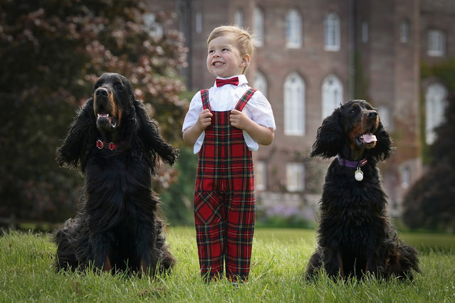 Three-year-old Callan Cameron with his Gordon setters Jakob and Arya on June 30, 2024. More than a hundred of the rare breed will gather at the Scottish Game Fair at Scone Palace, Perth, between July 5 and 7. (Photo by Stewart Attwood/The Times)