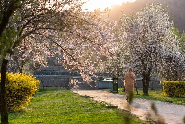 A woman walks past bloomed almond trees during spring. The blooming of Almond trees indicates the arrival of Spring in Kashmir on March 18, 2022. Thousands of people are flocking to Kashmir's blooming almond alcoves and tulip gardens, described by some local mental health professionals as therapeutic for the scarred psyche. (Photo by Idrees Abbas/SOPA Images/Rex Features/Shutterstock)