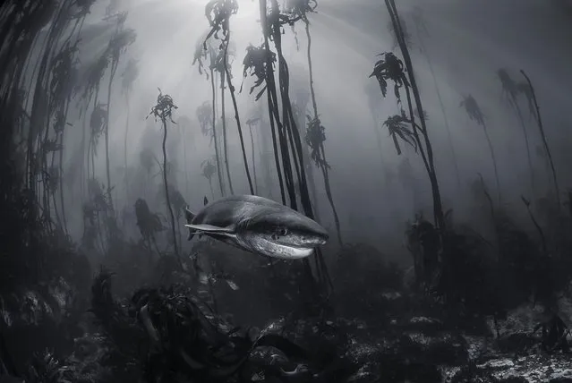 Mystical Forest. Tracey Jennings photographed this seven-gill shark in a kelp forest just off the shore of Simon's Town near Cape Town, South Africa. You don't need to travel far from cities to visit Narnia. This 7 gill shark was photographed in a kelp forest just off the shore of Simonstown near Cape Town, South Africa. (Photo by Tracey Jennings/National Geographic Travel Photographer of the Year Contest)