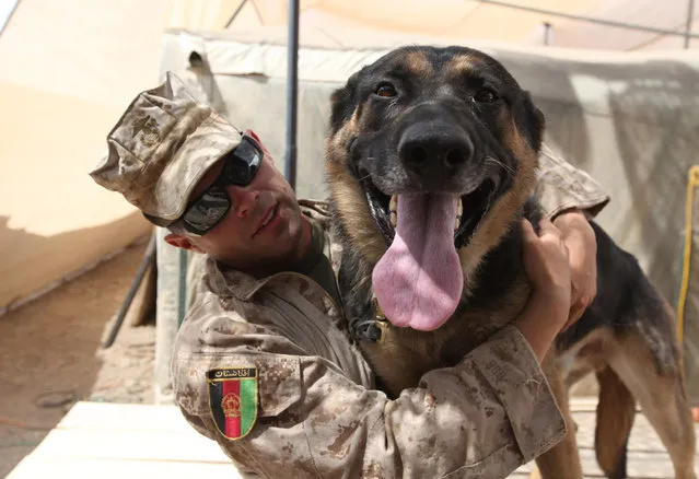 Afghanistan: Dogs of War Part 1