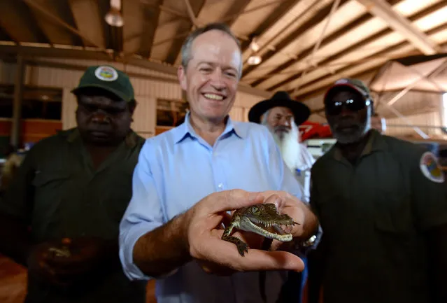 Labor leader Bill Shorten holds a baby crocodile during a visit to the aboriginal community of Maningrida as part of the 2016 election campaign in West Arnhem Land, Northern Territory, Australia, May 27, 2016. (Photo by Mick Tsikas/Reuters/AAP)