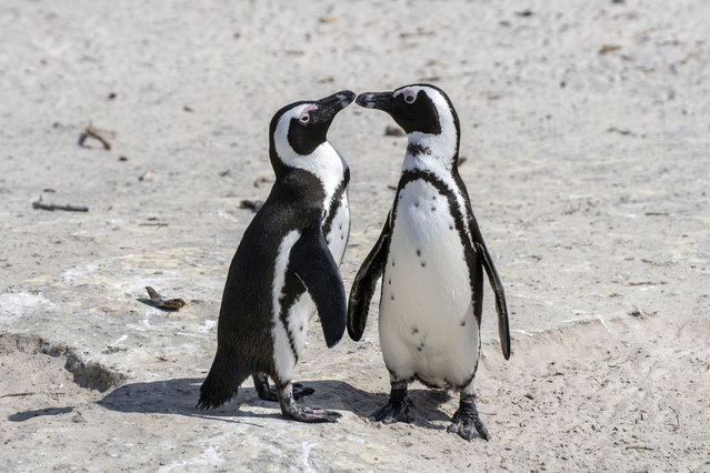 African penguins (Spheniscus demersus) are seen at the coast of Simon's Town as the number of endangered African penguins has declined due to numerous human factors such as industrial fishing and fuel oil spills in Western Cape, South Africa on September 7, 2024. African penguins, which are on the International Union for Conservation of Nature's (IUCN) red list of animals threatened with extinction, have distinctive features such as black feet, the pink markings between the beak and the eye, and the black markings around the eyes that looks like a mask. (Photo by Ihsaan Haffejee/Anadolu via Getty Images)