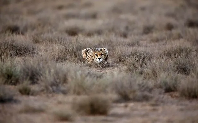 In this Monday, May 26, 2014 photo, 7-year-old male Asiatic Cheetah, named “Koushki”, crouches at the Miandasht Wildlife Refuge in Jajarm, northeastern Iran. Iran is conducting a campaign to rescue the Asiatic Cheetah which has disappeared across south and central asia except fewer than 100 remaining in Iran. (Photo by Vahid Salemi/AP Photo)