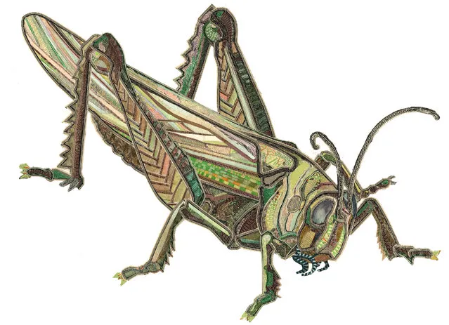 “Grasshopper”. (Photo by C. K. Wilde)