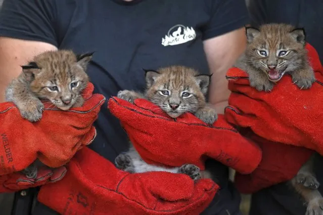 A photograph taken on June 15, 2022 shows three female lynx cubs born on May 18, 2022 after their first medical examination and an electronic tagging, at the Sainte-Croix animal park in Rhodes, eastern France. (Photo by Jean-Christophe Verhaegen/AFP Photo)
