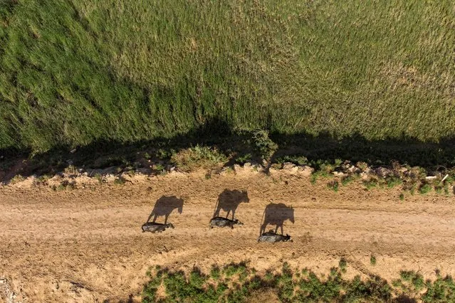 This picture taken on May 8, 2022 shows an aerial view of buffaloes walking on the shores of the Shatt al-Arab waterway north of Iraq's southern city of Basra. (Photo by Hussein Faleh/AFP Photo)