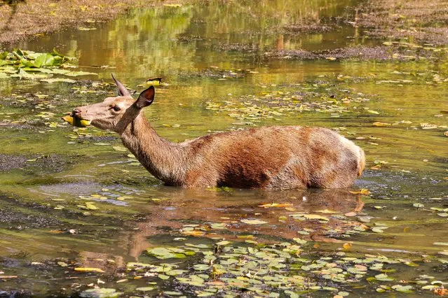 A young deer keeps cool and feeds on Water Lily shoots and leaves by wading into Ham Dip Pond in London during the exceptionally hot UK weather. (Photo by Andrew Fosker/Rex Features/Shutterstock)