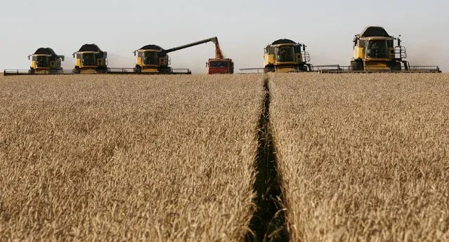 Combine harvesters work on a wheat field of the Solgonskoye farming company near the village of Talniki, southwest from Siberian city of Krasnoyarsk, Russia, August 27, 2015. Russia, one of the world's top wheat exporters, will harvest its third-largest grain crop in post-Soviet history this year, leading Russian consultancy SovEcon said on August 27 after upgrading its forecast. (Photo by Ilya Naymushin/Reuters)