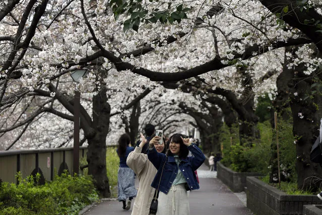 People stop to photograph cherry blossoms Friday, March 27, 2020, in Tokyo. (Photo by Kiichiro Sato/AP Photo)