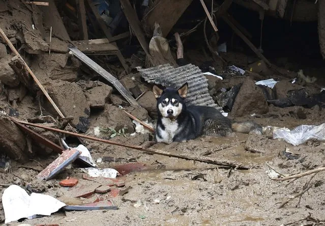 A dog takes a rest under a destroyed house at a site where a landslide swept through a residential area at Asaminami ward in Hiroshima, western Japan, August 20, 2014. (Photo by Toru Hanai/Reuters)