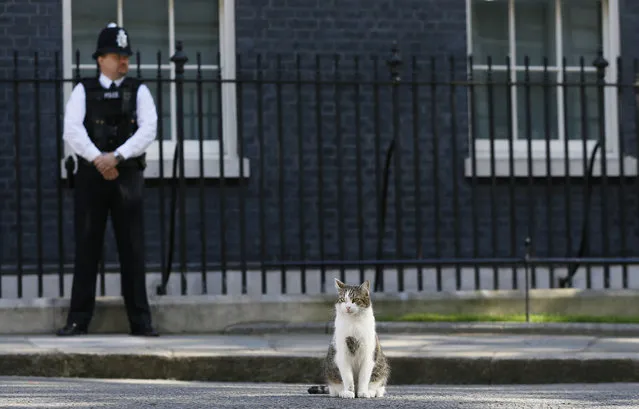 Larry, the Downing Street cat, sits in the street as politicians attend a cabinet meeting at 10 Downing Street in London, Tuesday, July 19, 2016. It is the first cabinet meeting with Britain's new Prime Minister Theresa May. (Photo by Kirsty Wigglesworth/AP Photo)