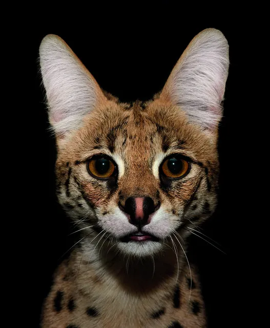 The elegant serval cat was worshipped by the ancient Egyptians for its grace and strength. Although it's barely twice the size of an average housecat, the serval is the most efficient hunter of all wildcats, with successful kills approximately half of the time. The serval's large ears give it an acute sense of hearing, and it has the longest legs of any cat relative to body size. (Photo by Traer Scott/Chronicle Books)