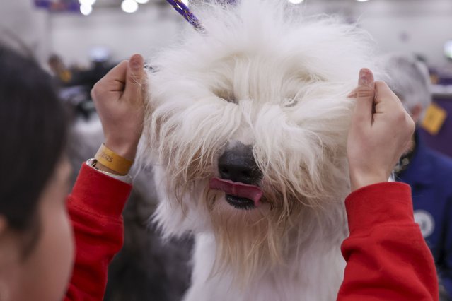 A sheepdog is groomed during the 149th Annual Westminster Kennel Club Dog Show at the Javits Center in New York, New York, USA, 10 February 2025. (Photo by Sarah Yenesel/EPA/EFE)