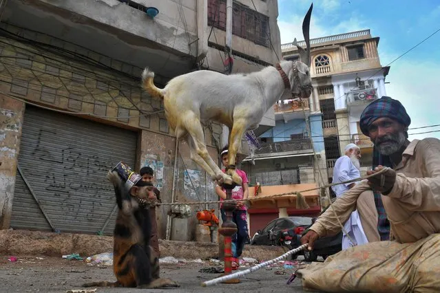 An animal handler sits next to a monkey while a goat balances over a stick for onlookers along a street after the government eased the nationwide lockdown imposed as a preventive measure against the COVID-19 coronavirus, in Karachi on May 11, 2020. (Photo by Asif Hassan/AFP Photo)