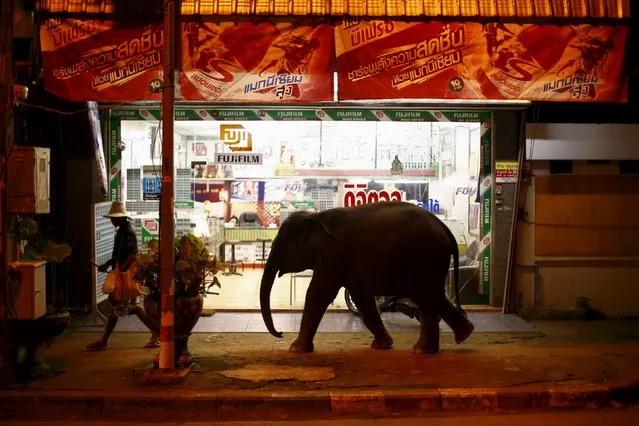 A baby elephant follows its mahout past a store in Udon Thani, Thailand September 15, 2015. (Photo by Jorge Silva/Reuters)
