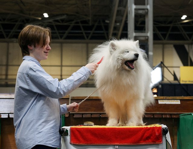An owner grooms his Samoyed during the final day of the Crufts dog show in Birmingham, Britain, on March 9, 2025. (Photo by Temilade Adelaja/Reuters)
