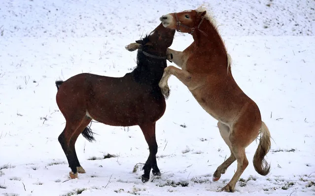 Horses frolicking in a snow- covered paddock near Pfronten, Germany, 19 November 2017. (Photo by Karl- Josef Hildenbrand/DPA)