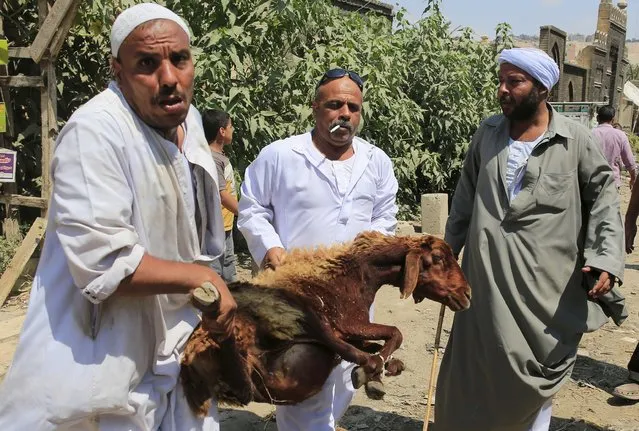 A vendor (L) carries sheep after selling it to a customer at an old cattle market named “Al Emam Market” ahead of the Muslim sacrificial festival Eid al-Adha in Cairo, Egypt, September 19, 2015. (Photo by Amr Abdallah Dalsh/Reuters)